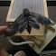 Tobacco Hornworm Sphinx Moth