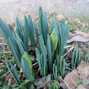 Daffodil coming up in spring