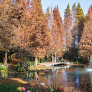 菁芳園 Tenway Garden／花園餐廳／落羽松