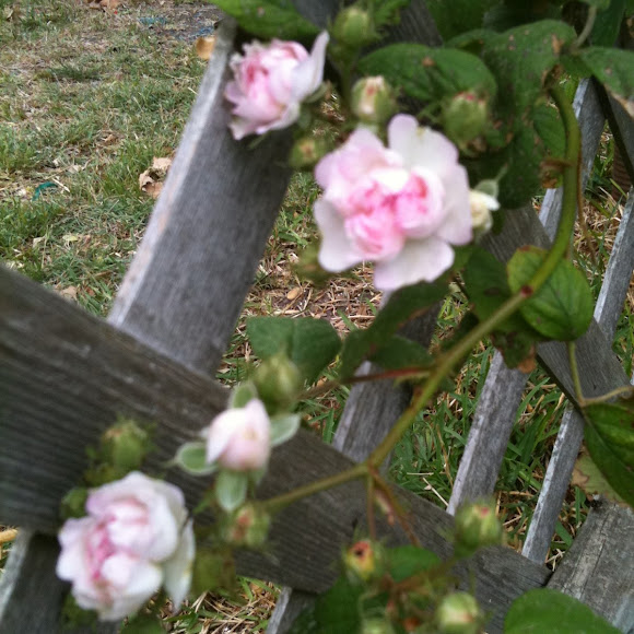 Seven Sisters Rose Project Noah