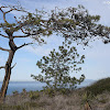 Torrey Pine