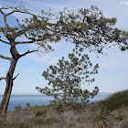 Torrey Pine