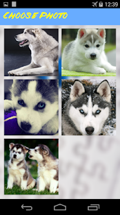 How to get Husky Jigsaw Puzzle 1.0 apk for android