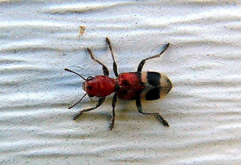 Checkered Beetle (Clerid)