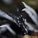 candlestick fungus