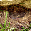Nest under granite