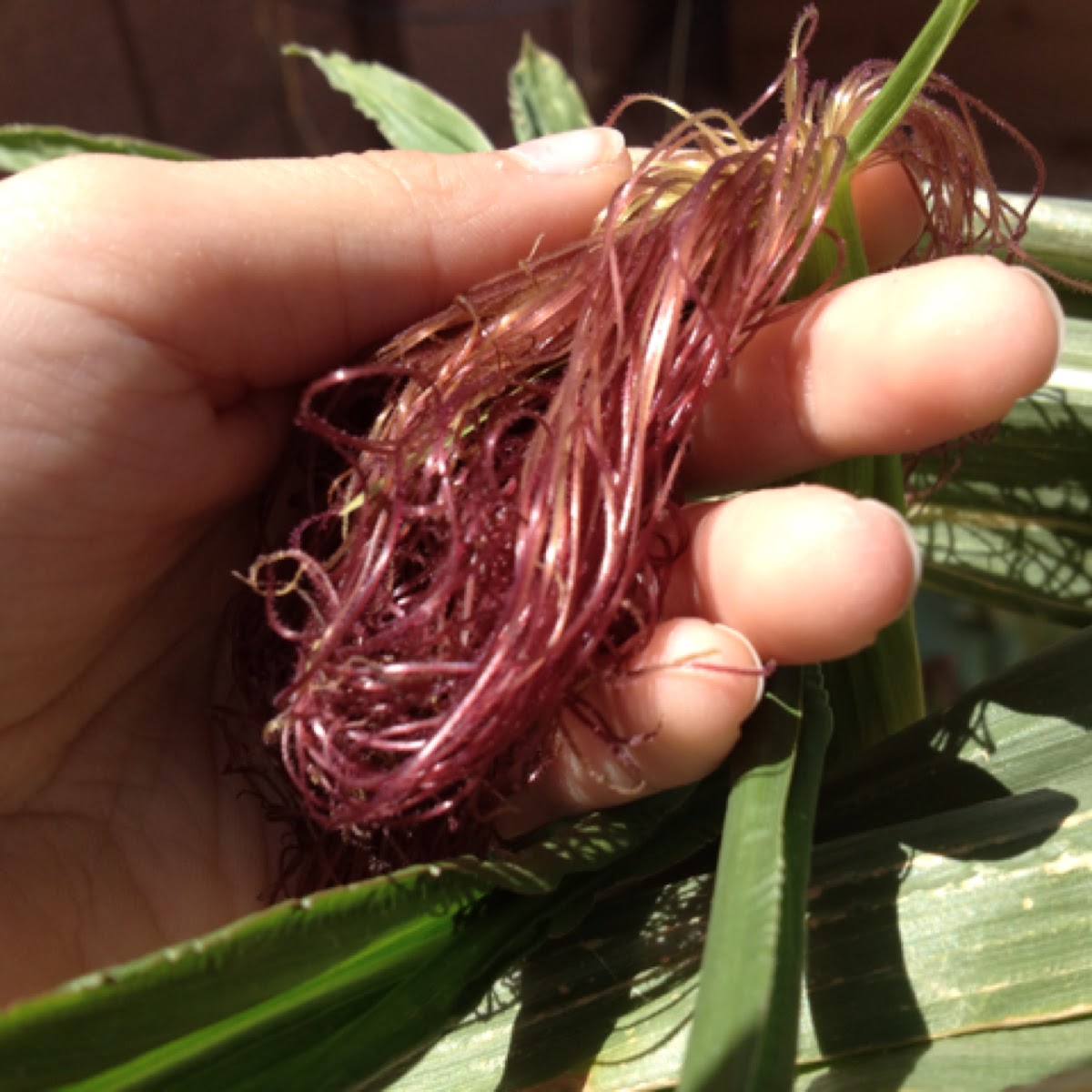 Corn silk