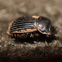 Small Black Dung Beetle