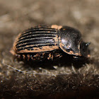 Small Black Dung Beetle