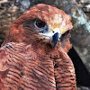 Savanna Hawk