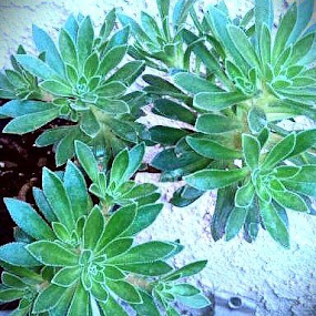My garden, after the rain...! by Lilly Revheim - Nature Up Close Leaves & Grasses