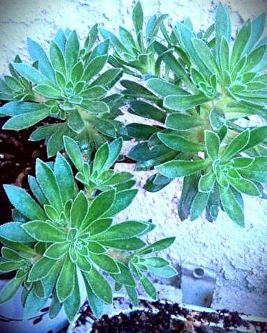 My garden, after the rain...! by Lilly Revheim - Nature Up Close Leaves & Grasses