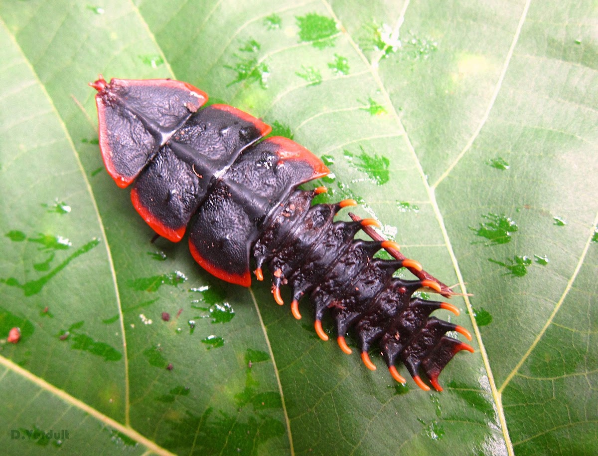 Trilobite Beetle