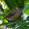 Blackcap