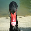 Black swan 2