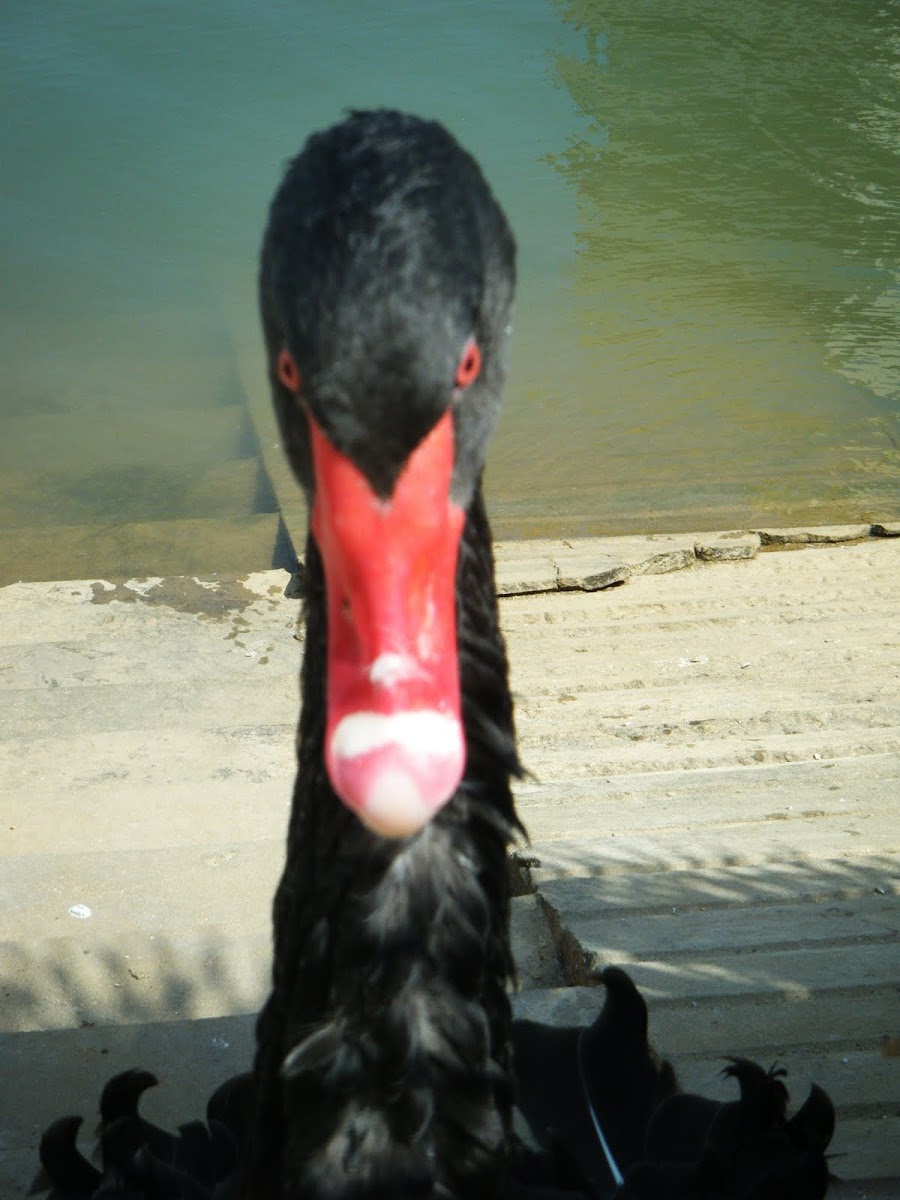 Black swan 2