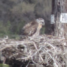 Red-tailed Hawk chick