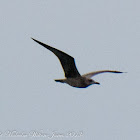 Black-headed Gull