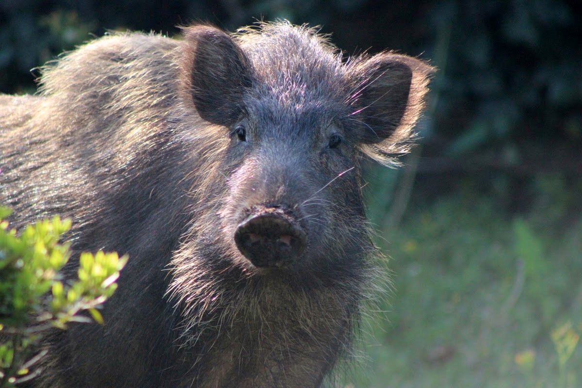 Japanese Wild boar or wild pig