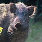 Japanese Wild boar or wild pig