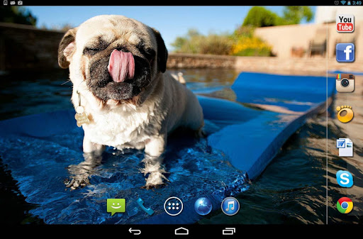 【免費個人化App】Pug dog Funny live wallpaper-APP點子