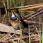 Bluethroat