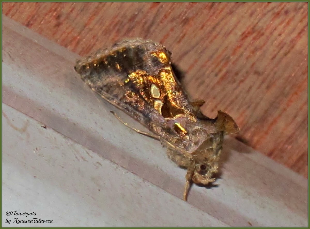 Chrysodeixis Looper Moth