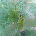 Black swallowtail caterpillar