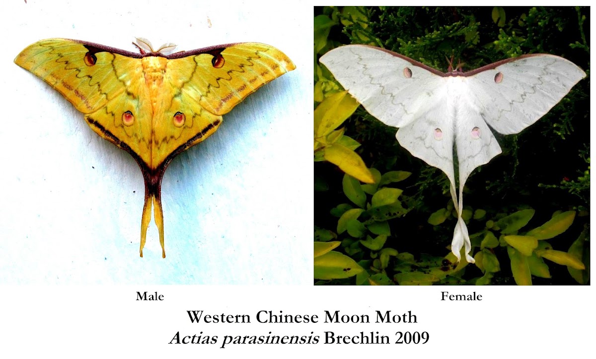 Western Chinese Moon moth