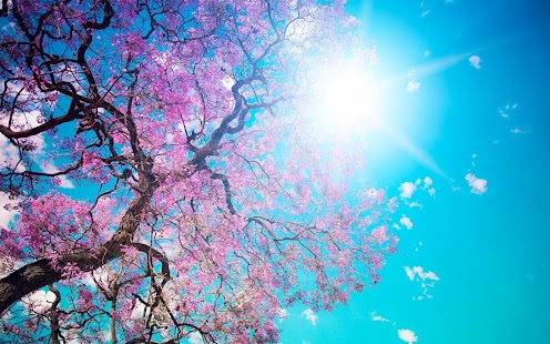 How to get Spring Wallpaper patch 1.0 apk for laptop