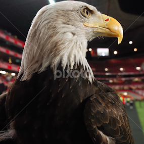 Vitória..SLB by Joaquim Martins Araujo - Animals Birds