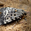 Noctuid Moth