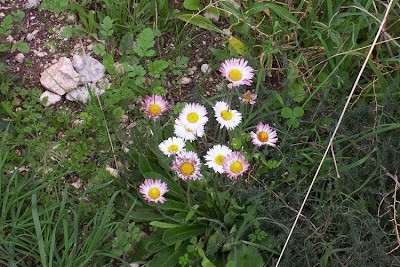 Bellis perennis,
daisy,
English daisy,
European daisy,
Gänseblümchen,
lawn daisy,
lawndaisy,
Margheritina,
Pratolina comune,
Primavera,
pâquerette,
Tausendschön,
vellorita,
Wild Daisy