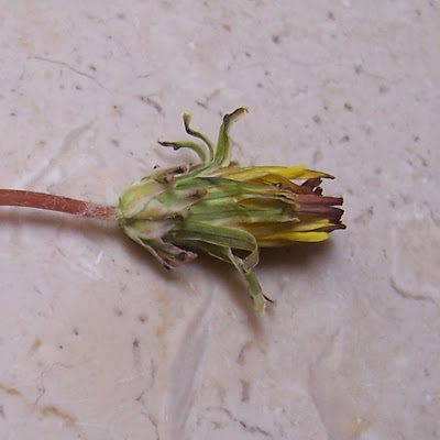 Taraxacum megalorrhizon,
Tarassaco a radice grossa