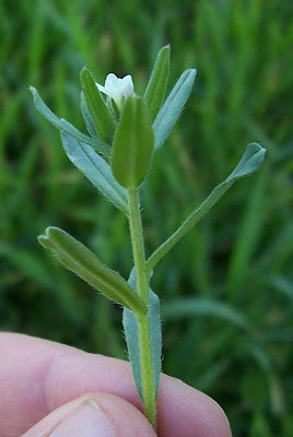 Buglossoides arvensis,
aljofareira,
corn gromwell,
corn-gromwell,
Erba-perla minore,
field gromwell,
pigeonweed