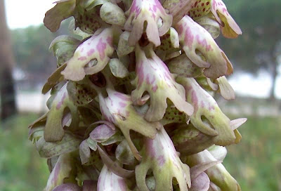 Barlia robertiana,
Barlia,
Giant Orchid