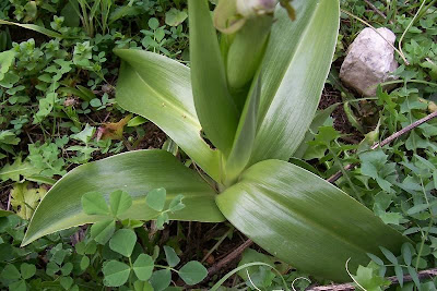 Barlia robertiana,
Barlia,
Giant Orchid