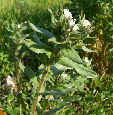 Buglossoides arvensis,
aljofareira,
corn gromwell,
corn-gromwell,
Erba-perla minore,
field gromwell,
pigeonweed