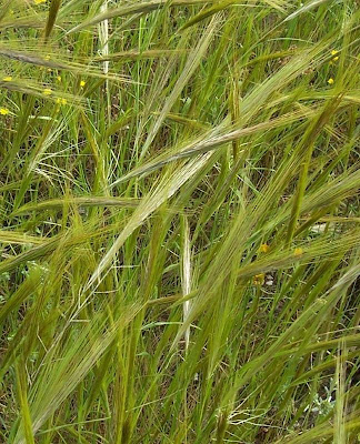 Stipa capensis,
Lino delle fate annuale,
Mediterranean Needle Grass