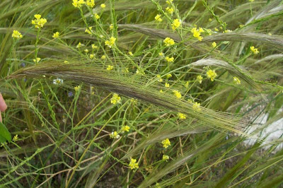 Stipa capensis,
Lino delle fate annuale,
Mediterranean Needle Grass