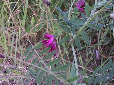 Vicia atropurpurea,
purple vetch,
Purpurwicke,
Veccia rosso-nera,
vesce de Bengale,
vesce pourpre foncé,
veza purpúrea