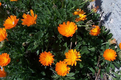 Calendula officinalis,
calendula,
Fiorrancio coltivato,
marigold,
pot marigold,
pot-marigold,
ruddles,
Scotch Marigold,
Scotch-marigold,
Scottish-marigold