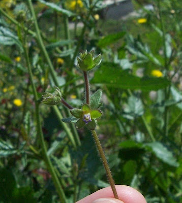 Campanula erinus,
Campanula minore,
Small Bellflower