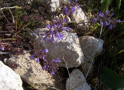 Acinos suaveolens,
Acino  dall'odore soave,
Acino pugliese