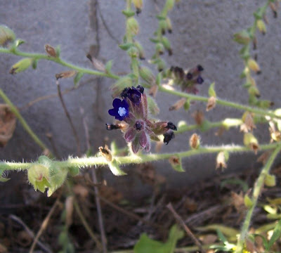 Anchusa hybrida,
Buglossa ibrida
