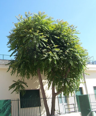 Ailanthus altissima,
ailanthus,
Albero del paradiso,
China-sumac,
Chinese tree-of-heaven,
copal tree,
hemelboom,
stinktree,
tree of heaven,
tree-of-heaven,
varnishtree