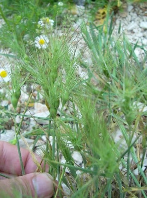 Aegilops geniculata,
Cerere comune,
Gramigna stellata,
Grano delle formiche,
Ovate Aegilops,
ovate goat grass,
ovate goatgrass