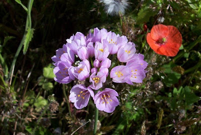 Allium roseum,
Aglio roseo,
ail rosé,
ajo de bruja,
alho-róseo,
Rose Garlic,
Rosen-Lauch,
Rosenlauch,
rosy garlic