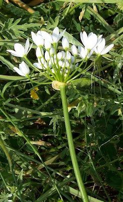 Allium subhirsutum,
Aglio pelosetto,
Hairy Garlic