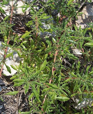 Amaranthus blitoides,
amarante fausse blite,
amaranto,
Amaranto blitoide,
bei mei xian,
bredos,
mat amaranth,
matweed,
matweed amaranth,
Niederliegender Amarant,
prostrate amaranth,
prostrate pigweed,
Spreading Amaranth